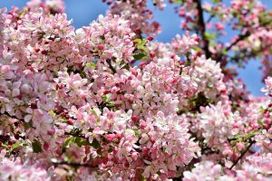 Malus Profusion (Crab apples)