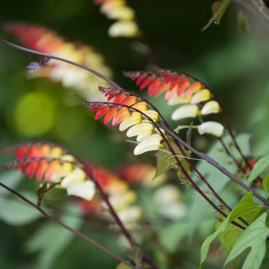 mina lobata (ipomoea)