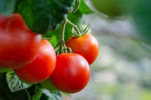 Moneymaker Tomatoes