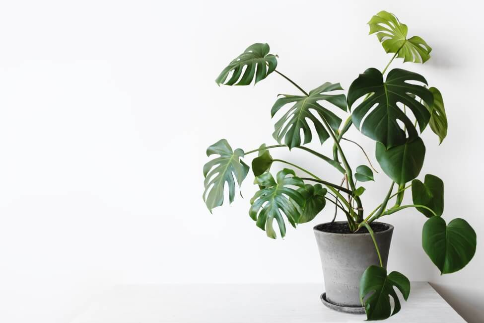 Monstera Borsigiana on white table