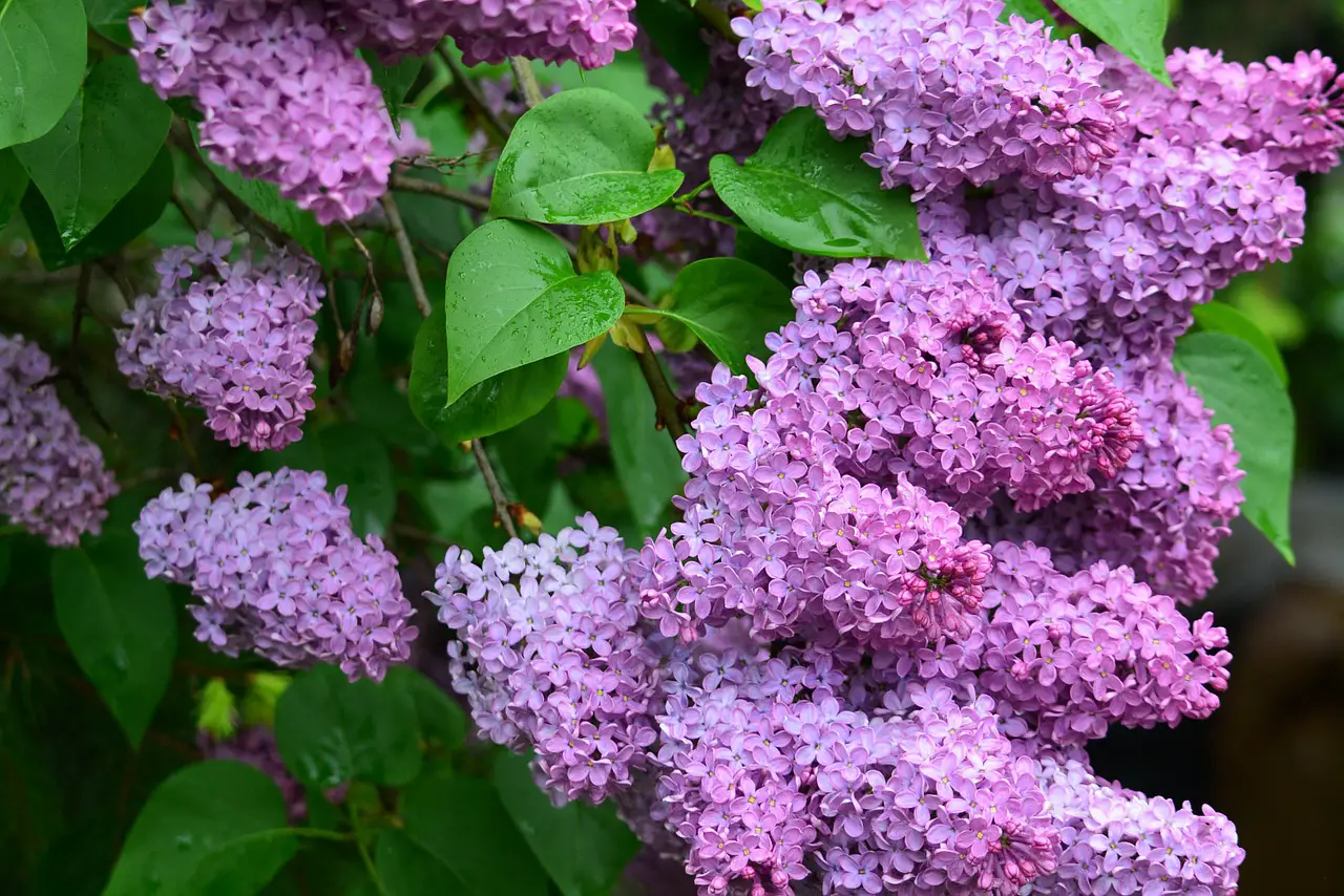 Plants to Grow for Purple Blooms
