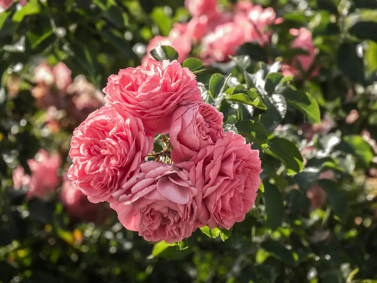 Problems and Diseases Encountered When Growing Roses