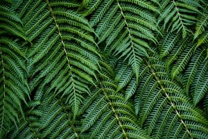 Tree Fern