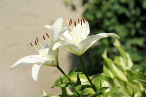 White Lilies