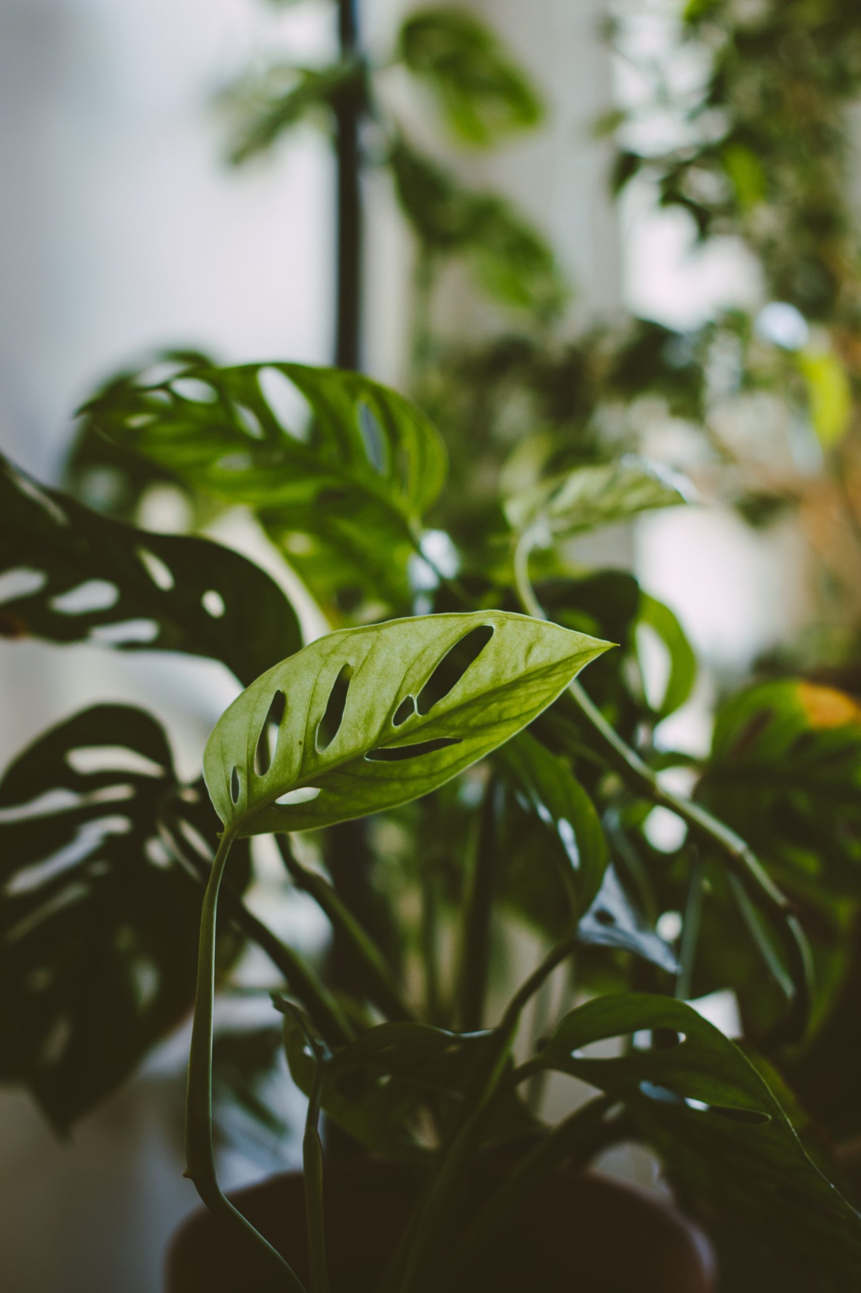 Why Your Monstera Adansonii Leaves Becoming Yellow