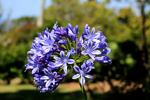 Agapanthus as Blue Lily