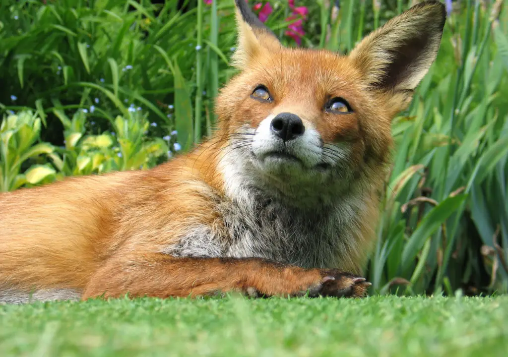 fox sitting in garden