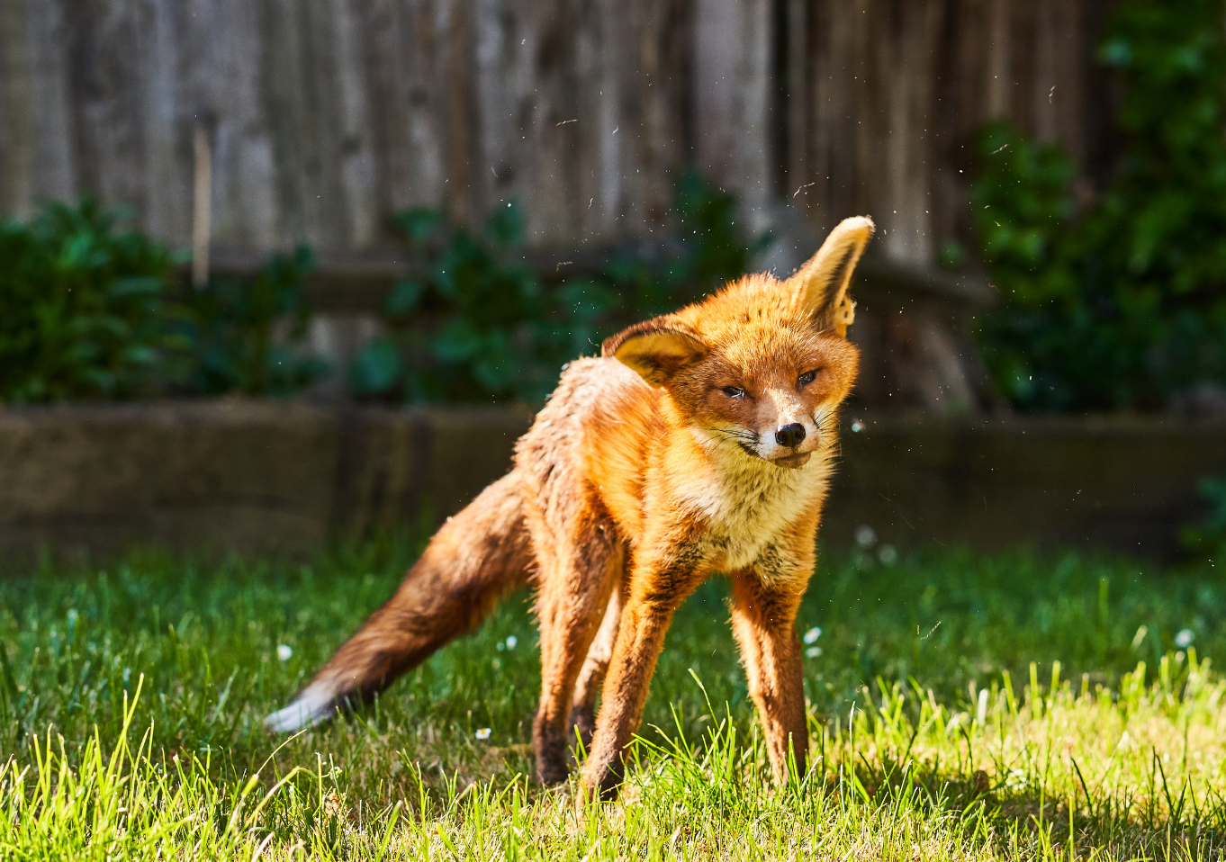 fox in garden