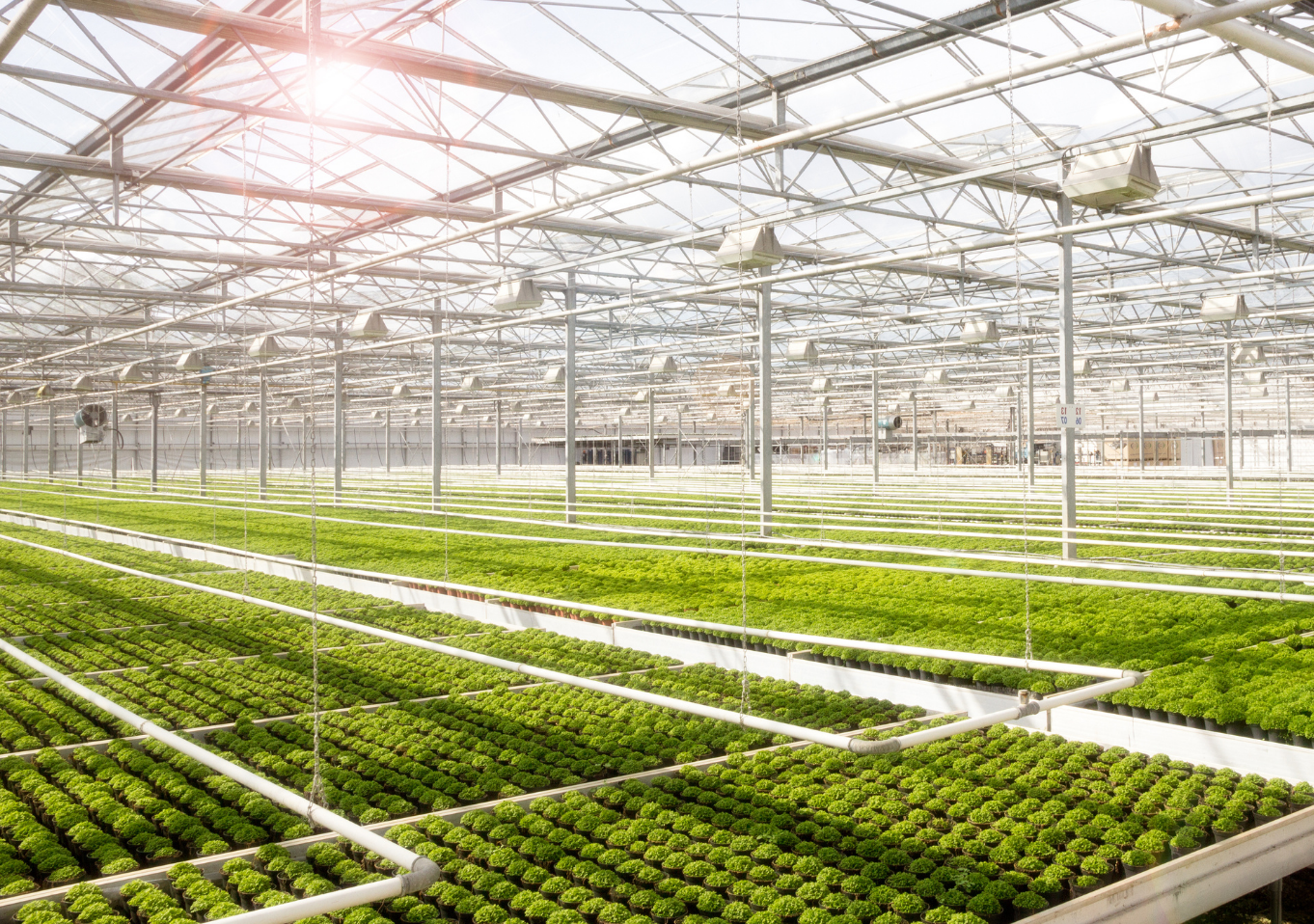 greenhouse light shines through