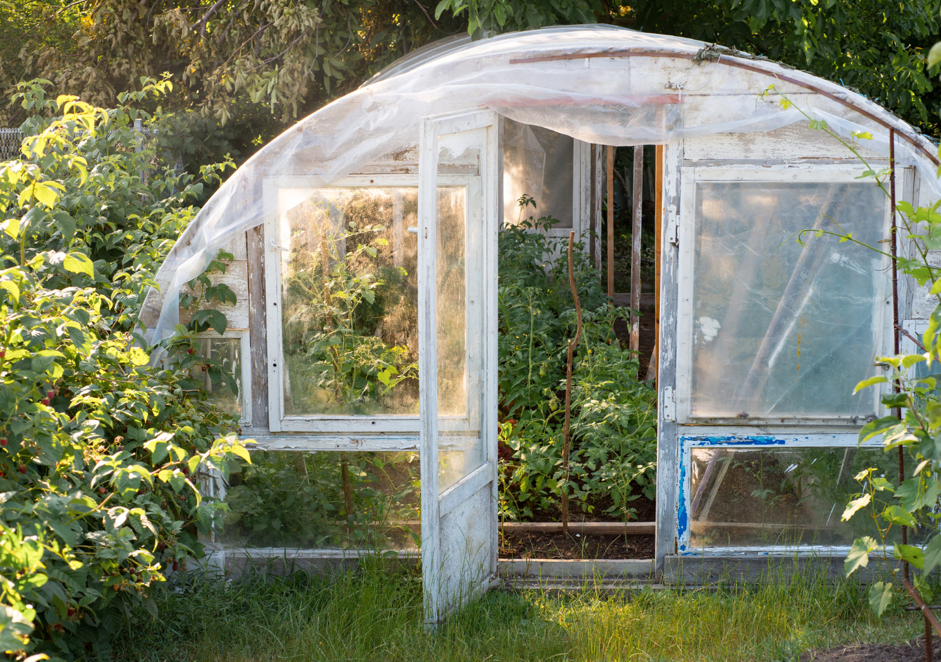 greenhouse