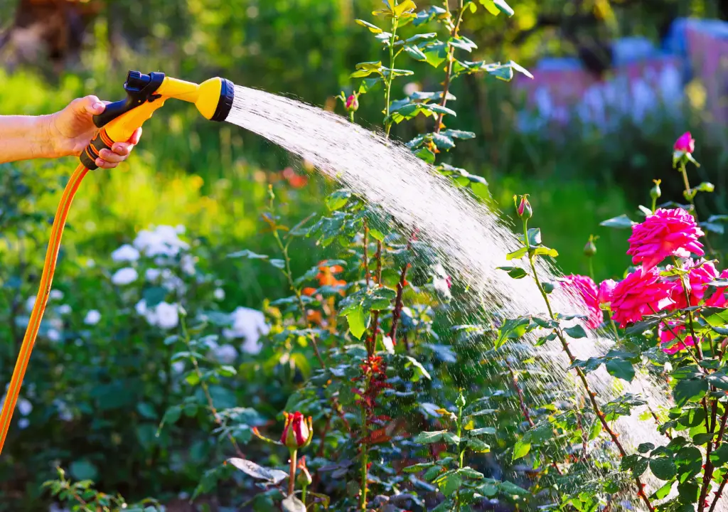 watering flower with garden hose
