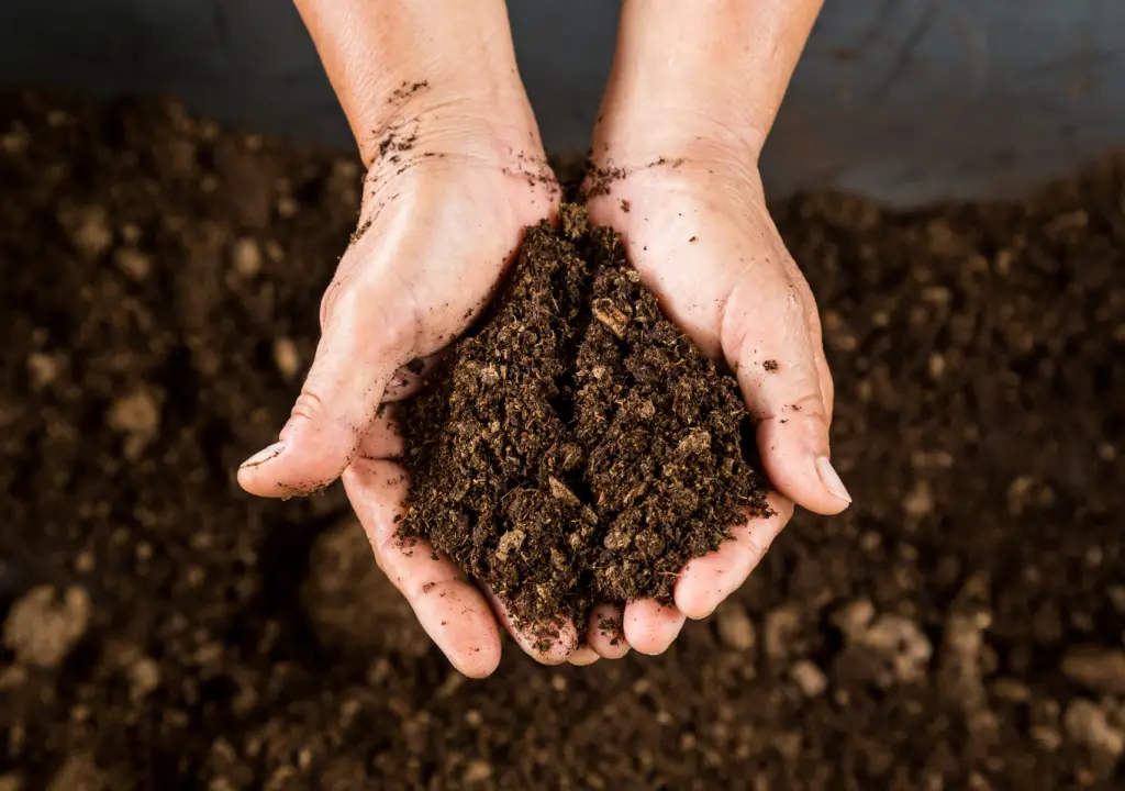 multipurpose compost in hands