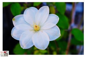 Clematis ‘Guernsey Cream’