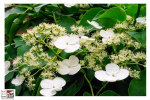 Climbing Hydrangea evergreen climber