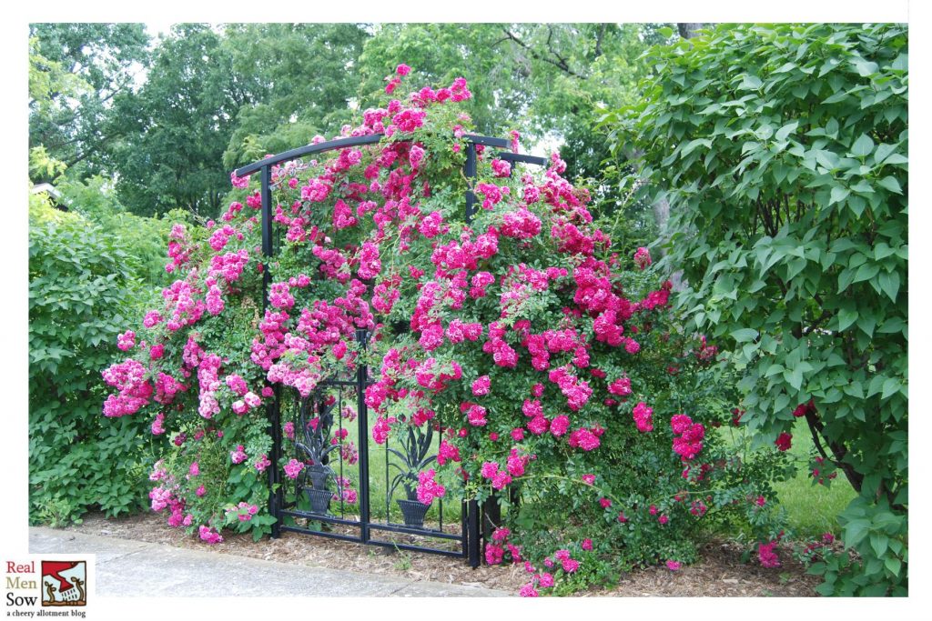 Evergreen Climber For North-Facing Wall In The UK – Real Men Sow