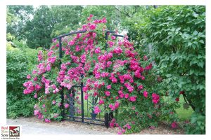 Climbing Rose ‘Marigold’ 