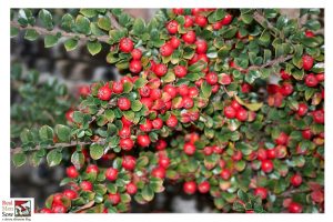 Cotoneaster horizontalis