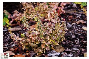 Euonymus fortunei ‘Emerald n Gold’