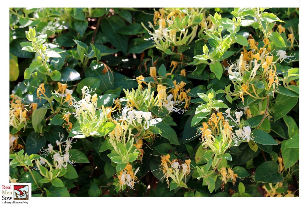 Evergreen Climber For NorthFacing Wall In The UK Real Men Sow