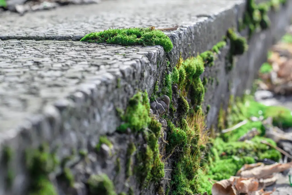 moss on concrete