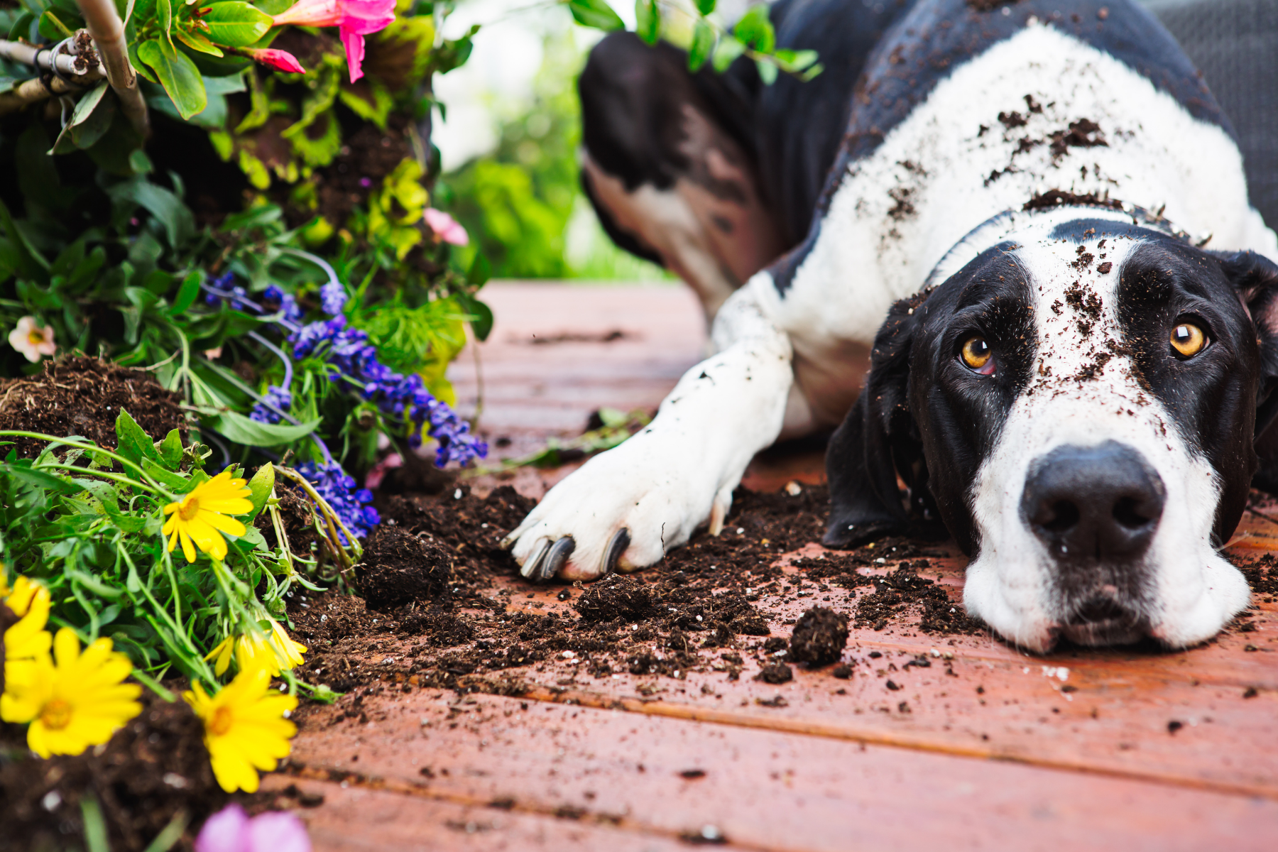 sad dog dig garden