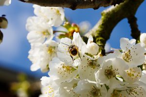 Bee on a Flower