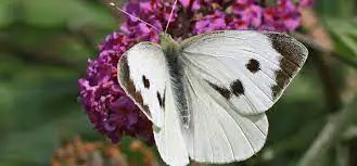 Cabbage White Butterfly Prevention And Tips