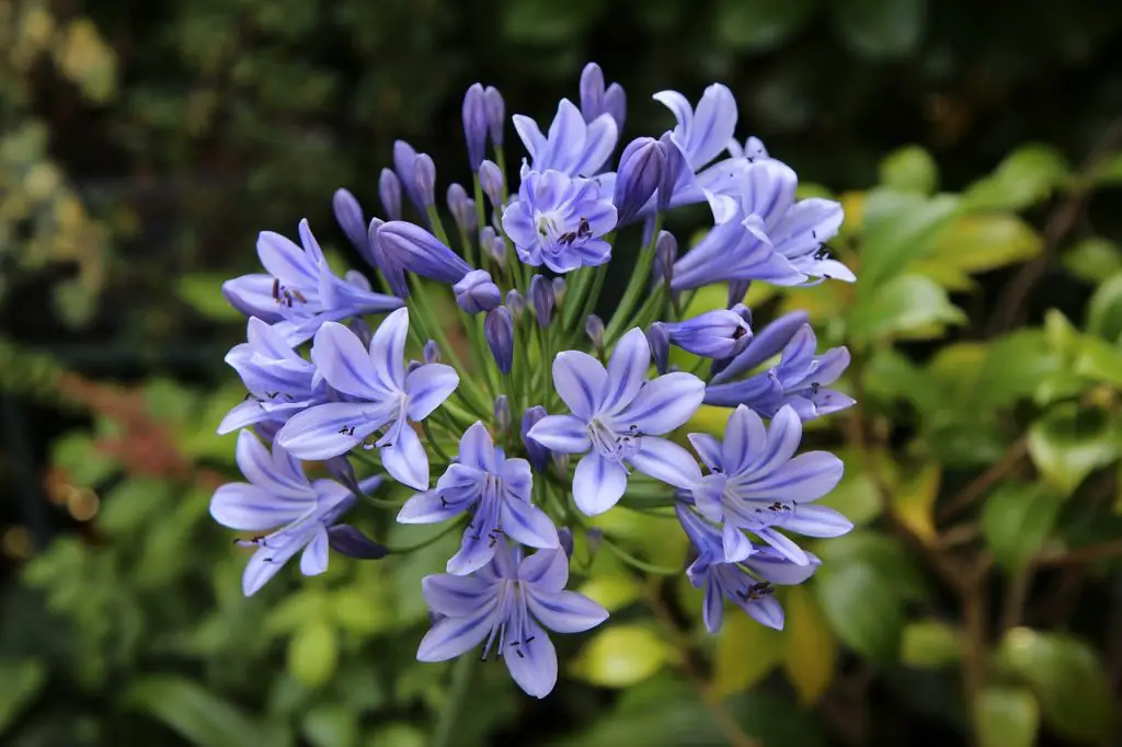 Growing Agapanthus at Home Guide