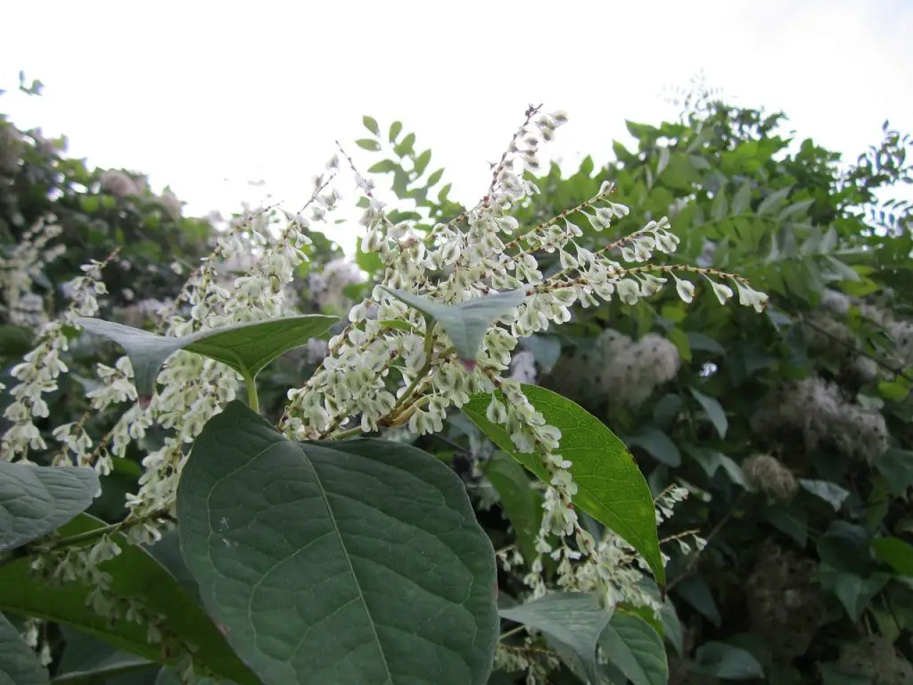How to Handle The Japanese Knotweed