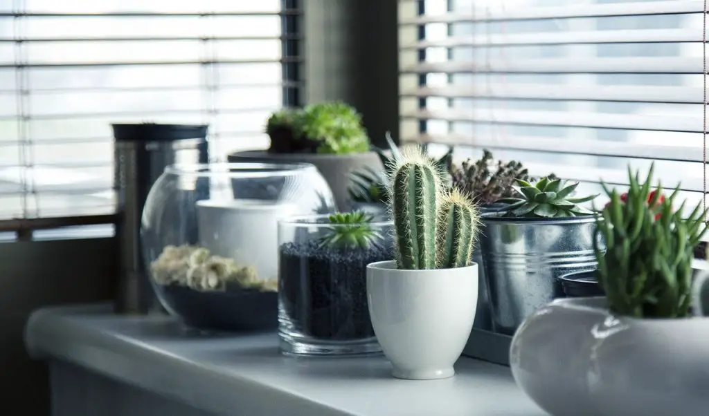 How to Know if Your Cactus is Underwatered and How Can You Revive it