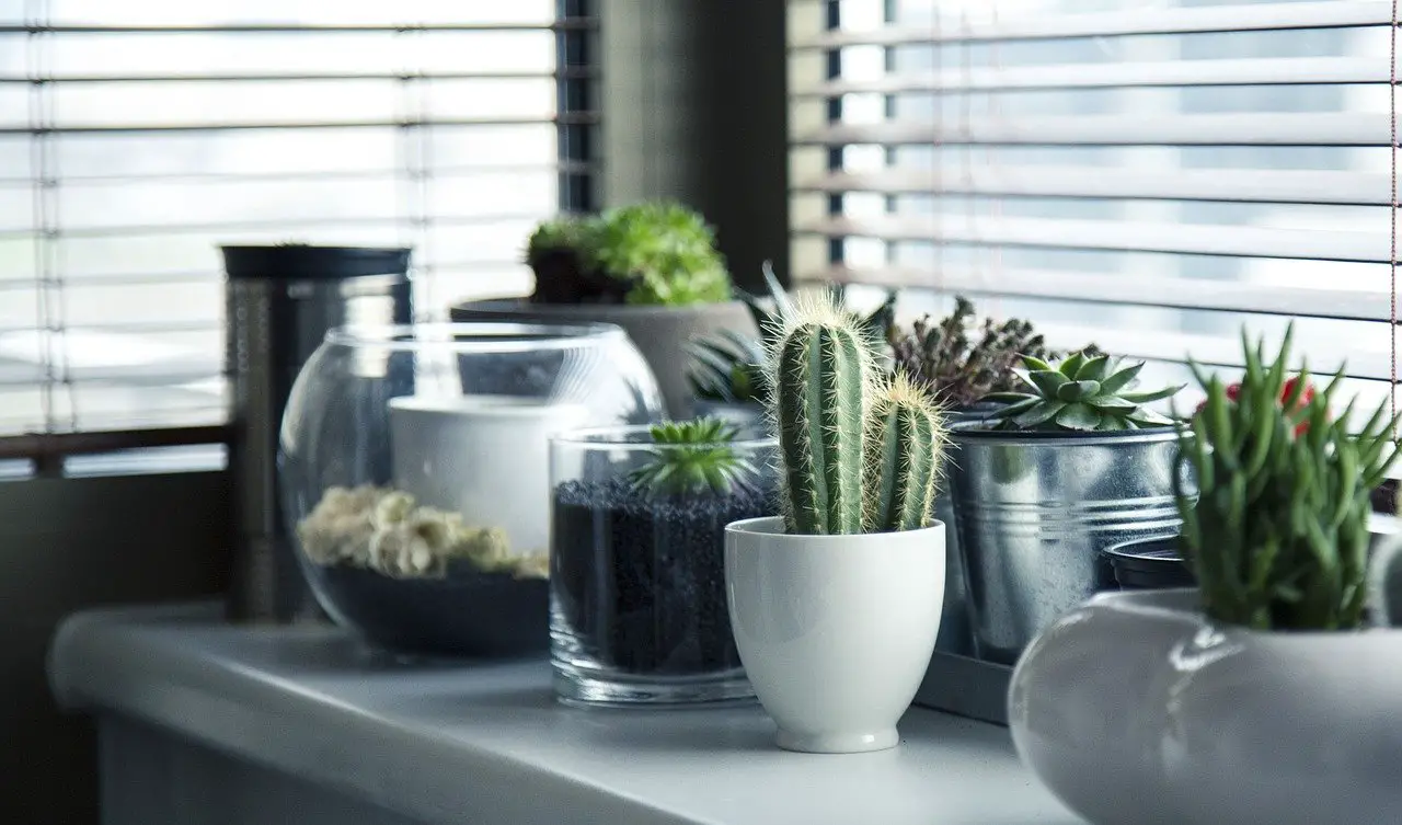 How To Revive Your Underwatered Cactus? Try This! – Real Men Sow