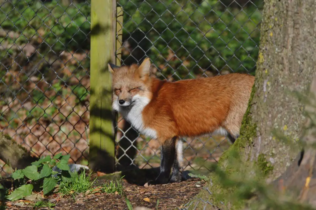 fox staring in garden