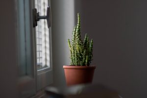 Potted Cactus