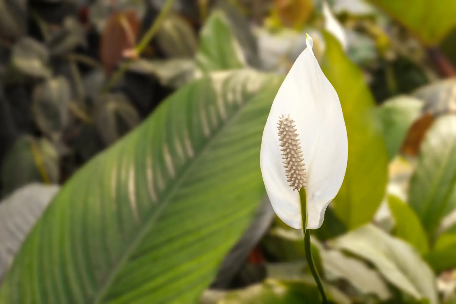 peace lily turn brown