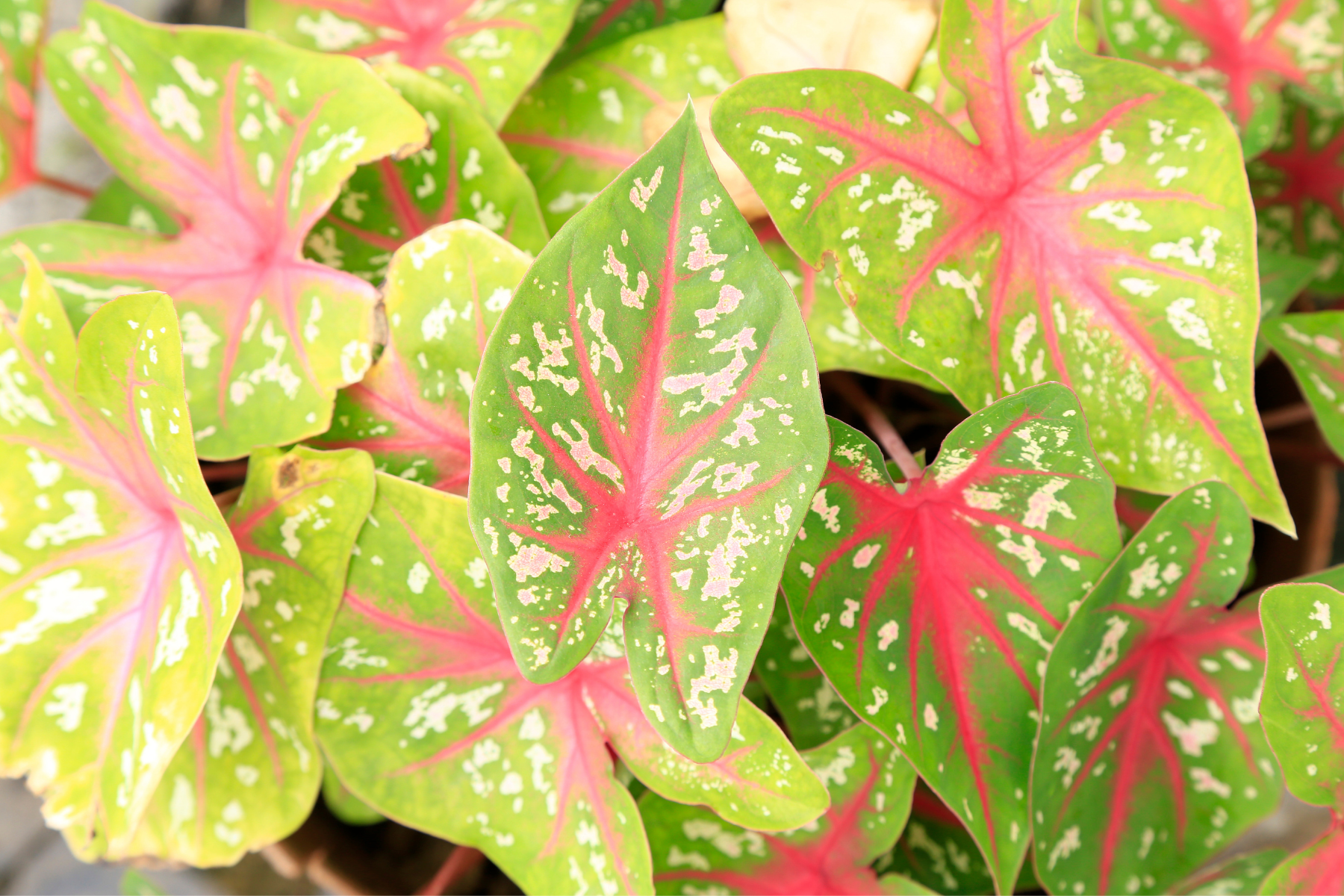 Pink Syngonium