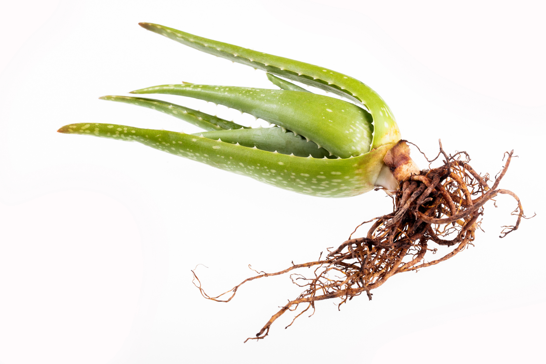aloe vera root rot