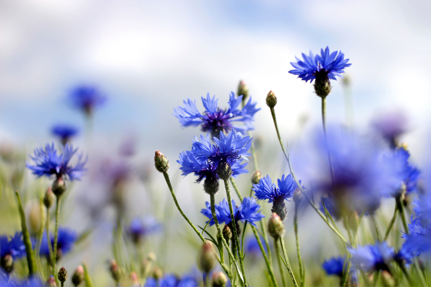 cornflowers