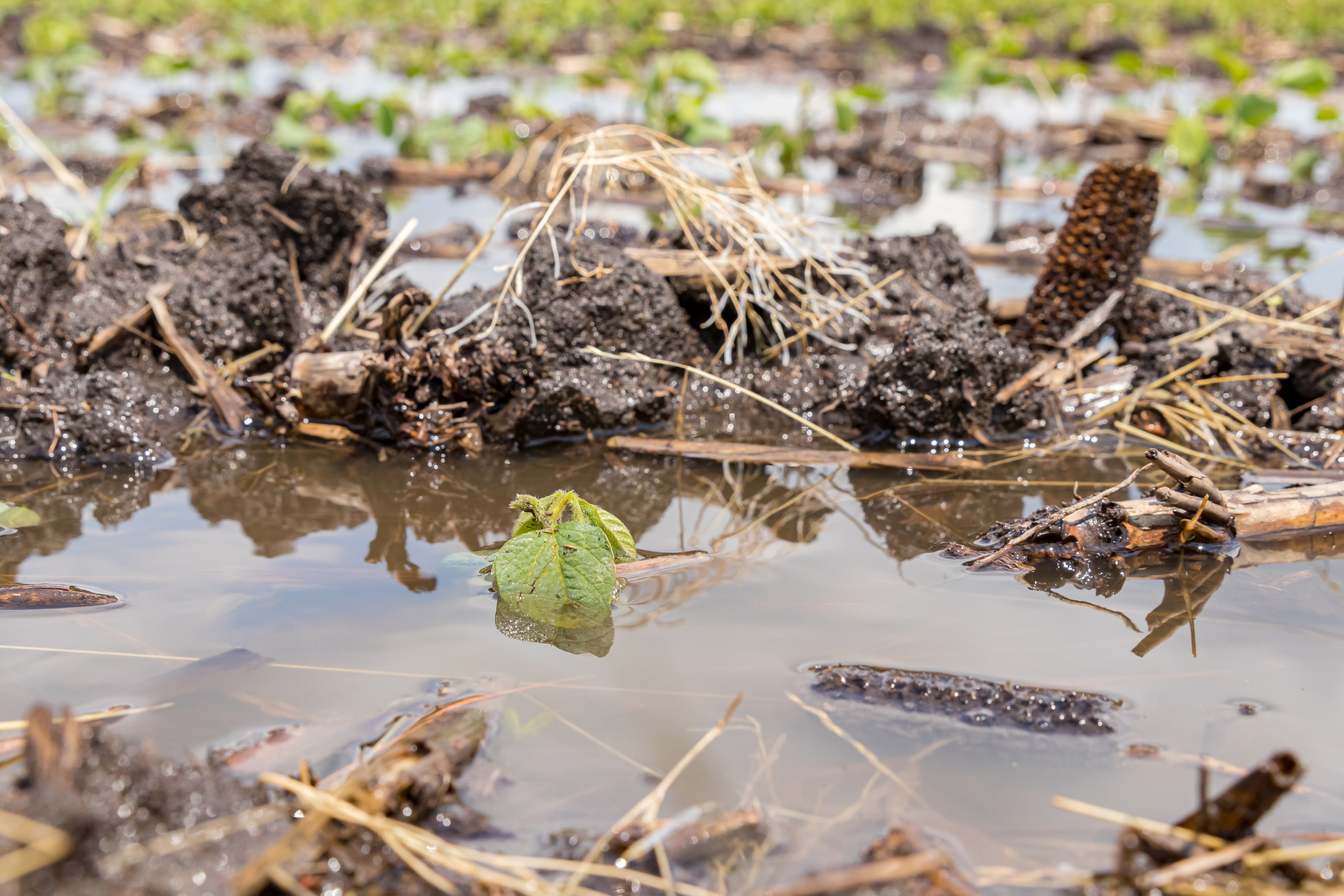 drained soil