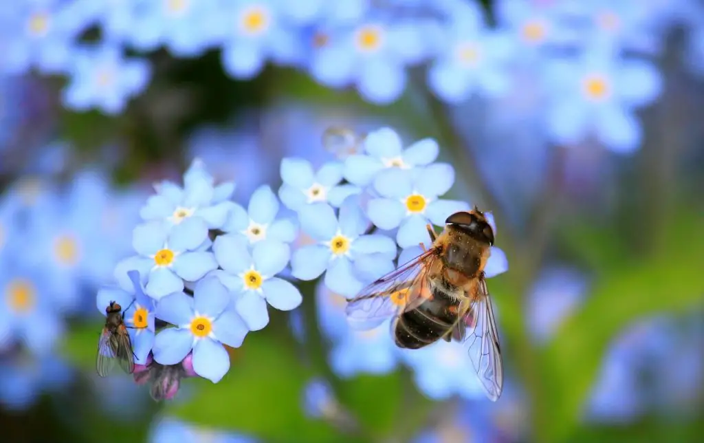 Tips to Achieve a Bee-Friendly Garden