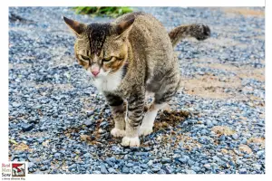 cat poop in garden