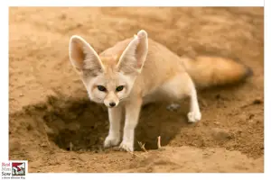 fox dig in garden