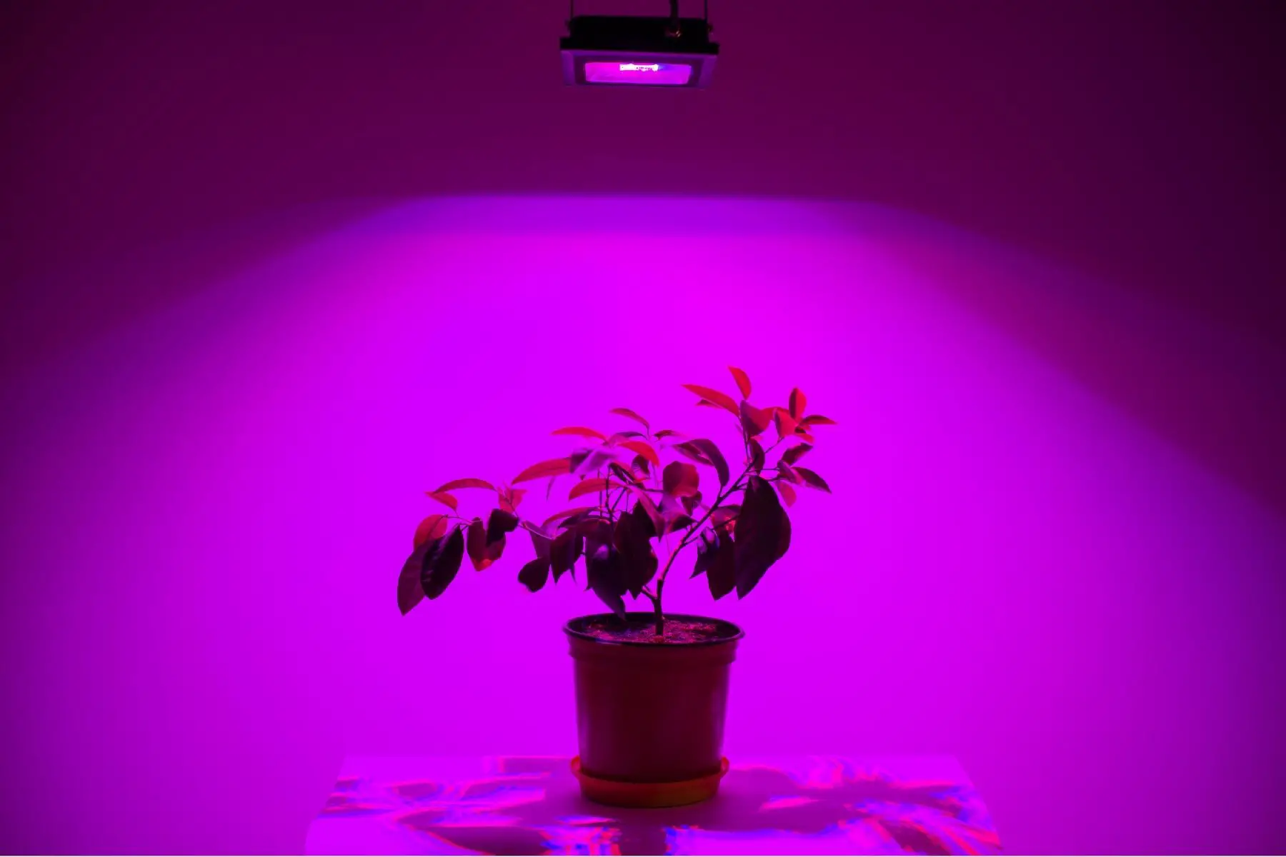 led light planter indoors