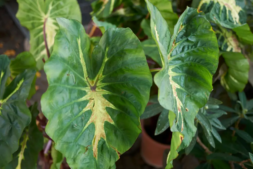 Alocasia Stingray leaf