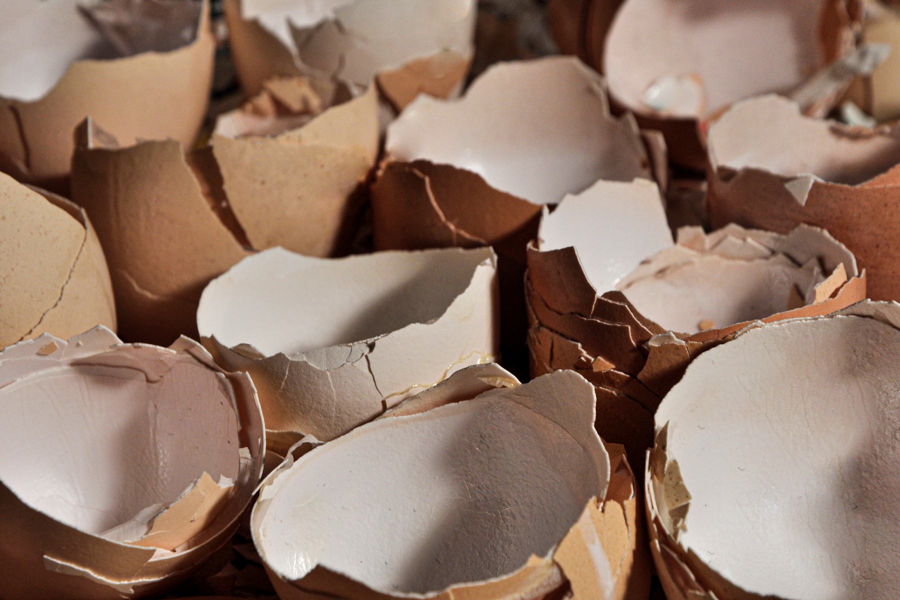 crushed eggshells