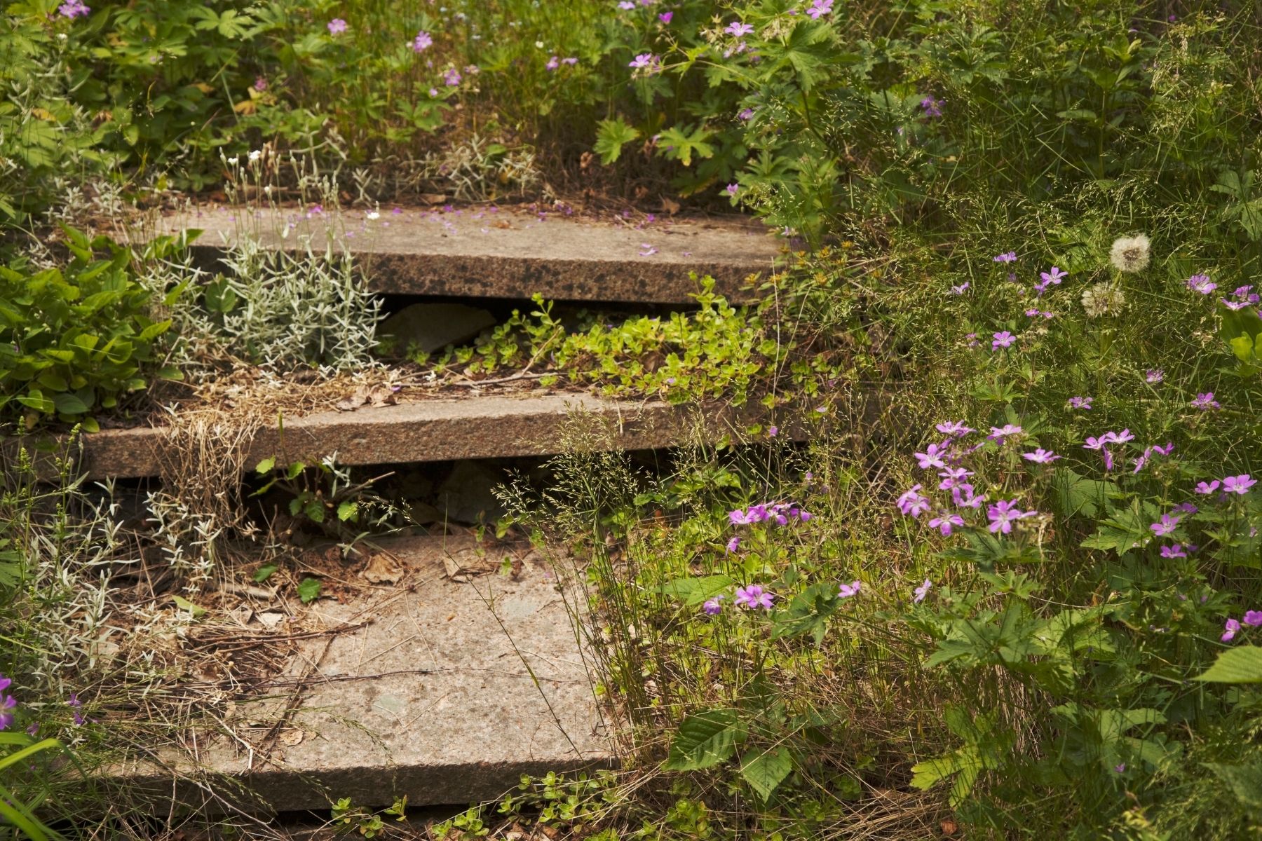 Overgrown Garden