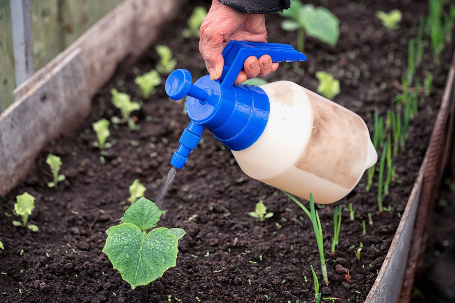 Homemade Liquid Fertilizer