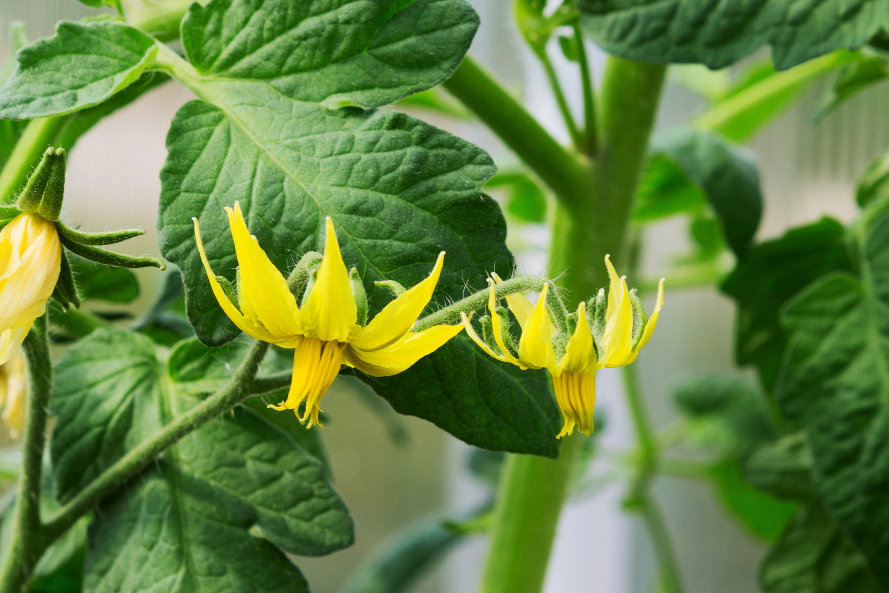 tomato plant flower