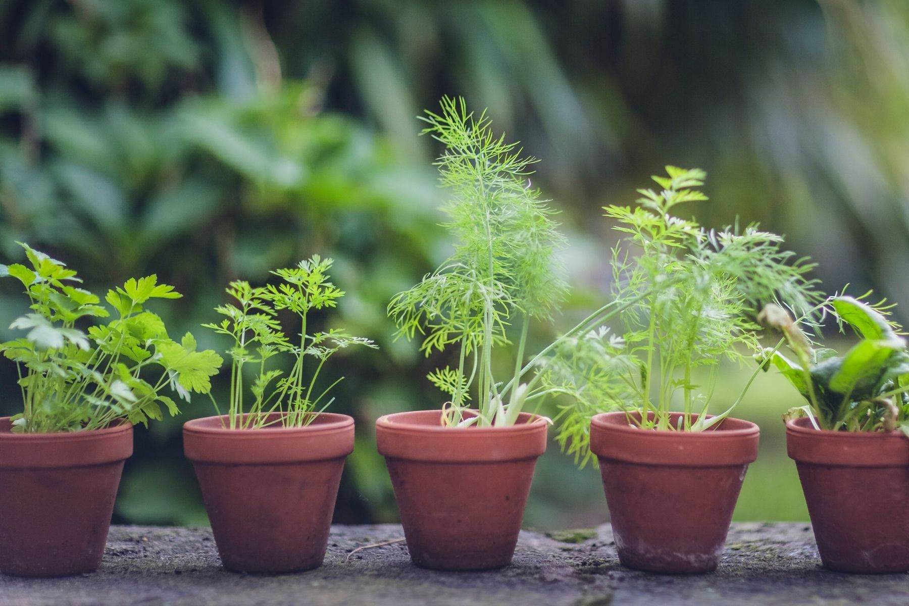 herb garden in pots