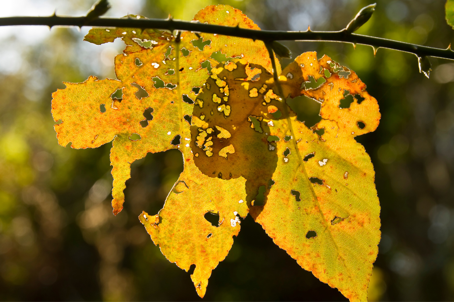 Plant With Holes In Leaves: