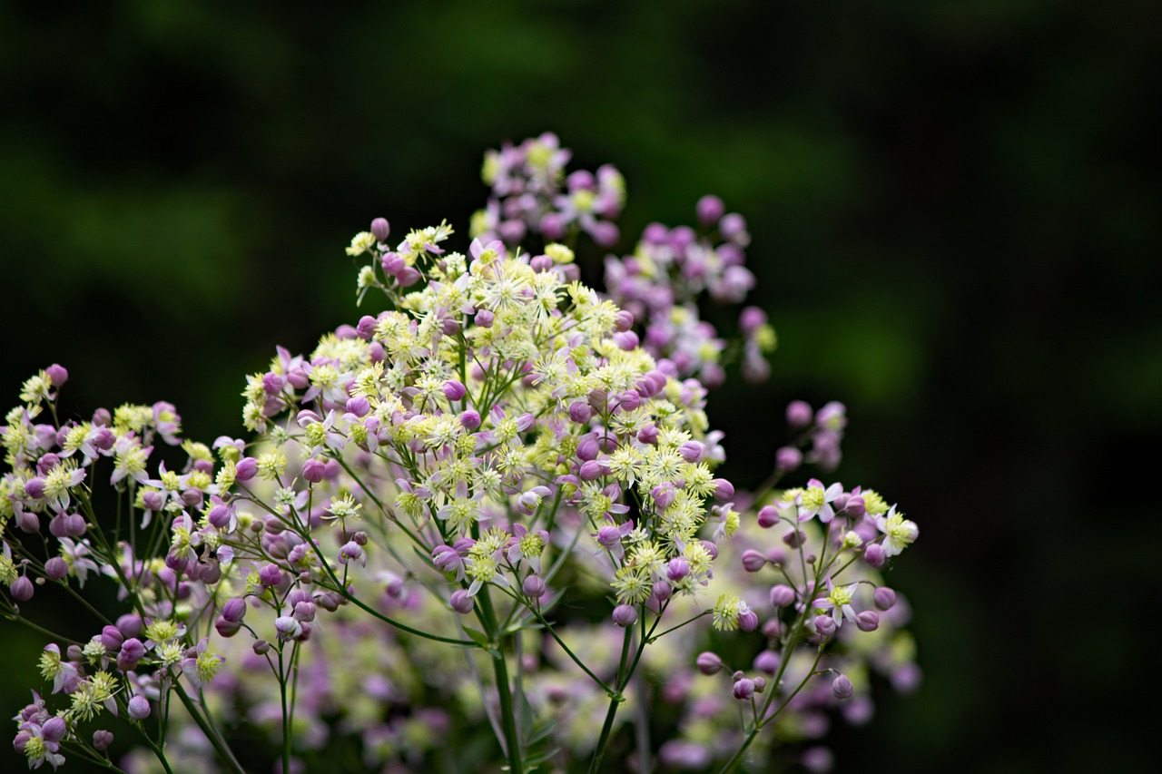 Best Varieties of Thalictrum to Grow